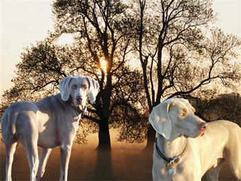 Oakmoreton Weimaraners