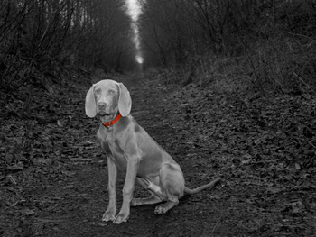 Oakmoreton Weimaraners