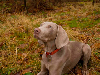 Oakmoreton Weimaraners