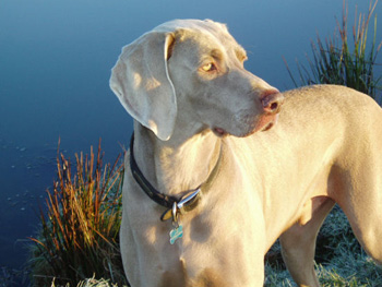 Oakmoreton Weimaraners