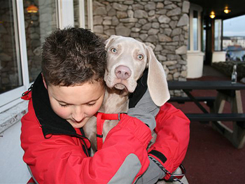 Oakmoreton Weimaraners