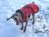 Asha enjoying the snow