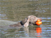 Asha - Like a duck to water!
