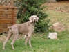 Bluebell at home in Germany