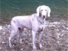 Bodhi's day out at the seaside