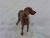 Bodhi in the snow 2010