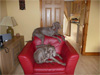 Chloe and Jasper know their place!!