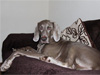 Darcy relaxing