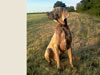 Dudley 2 years old