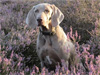 Dudley aged 3 years