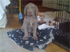 Henry - 8 weeks old