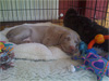 Henry - sweet dreams