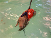 Henry swimming