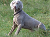 Igor at 9 months