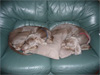Jasper & Chloe - the lap of luxury
