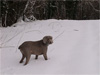 Jasper enjoying the snow