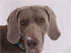 9 yr old Jasper (Beckett)