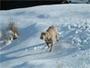 Llwyd in the snow