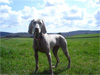 Maddy on Dartmoor