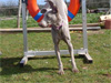 Maddy the Agility star