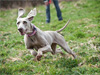 Maddy chasing rabbits