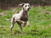 Maddy in full flight
