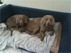 Newton and Darwin