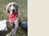 Parker's Day out at the Shrops Game Fair