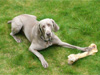 Parker and his bone