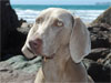 Phoebe on holiday