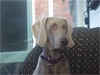Poppy's sister Maisie