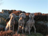 Poppy, Jasper and Chloe