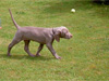 Saffy - 8 weeks old
