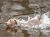 Vale swimming in river Eden